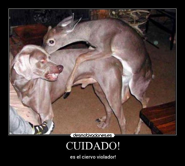 CUIDADO! - es el ciervo violador!