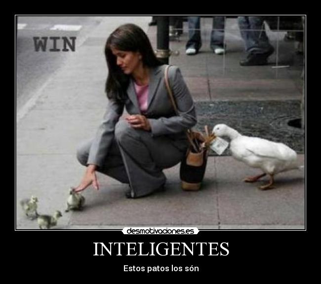 carteles inteligentes patos win dinero bolso robar desmotivaciones