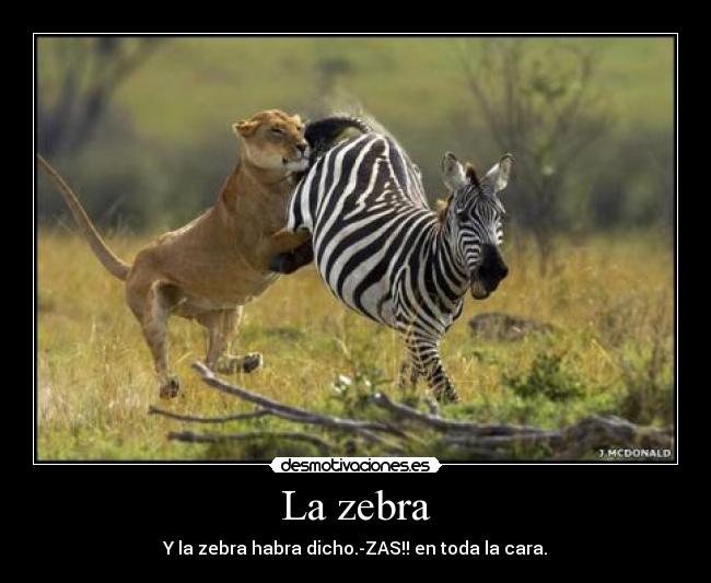 La zebra - Y la zebra habra dicho.-ZAS!! en toda la cara.