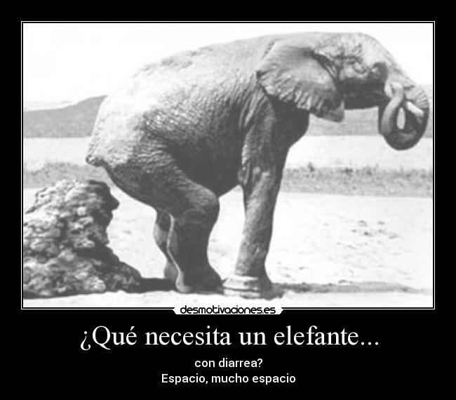 ¿Qué necesita un elefante... -