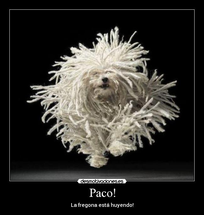 Paco! - 