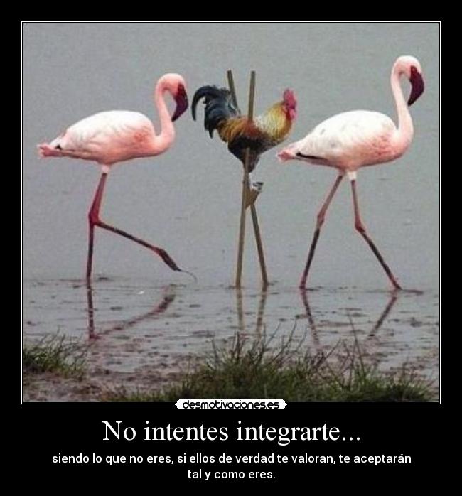 No intentes integrarte... - siendo lo que no eres, si ellos de verdad te valoran, te aceptarán tal y como eres.