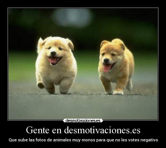 Gente en desmotivaciones.es - Que sube las fotos de animales muy monos para que no les votes negativo