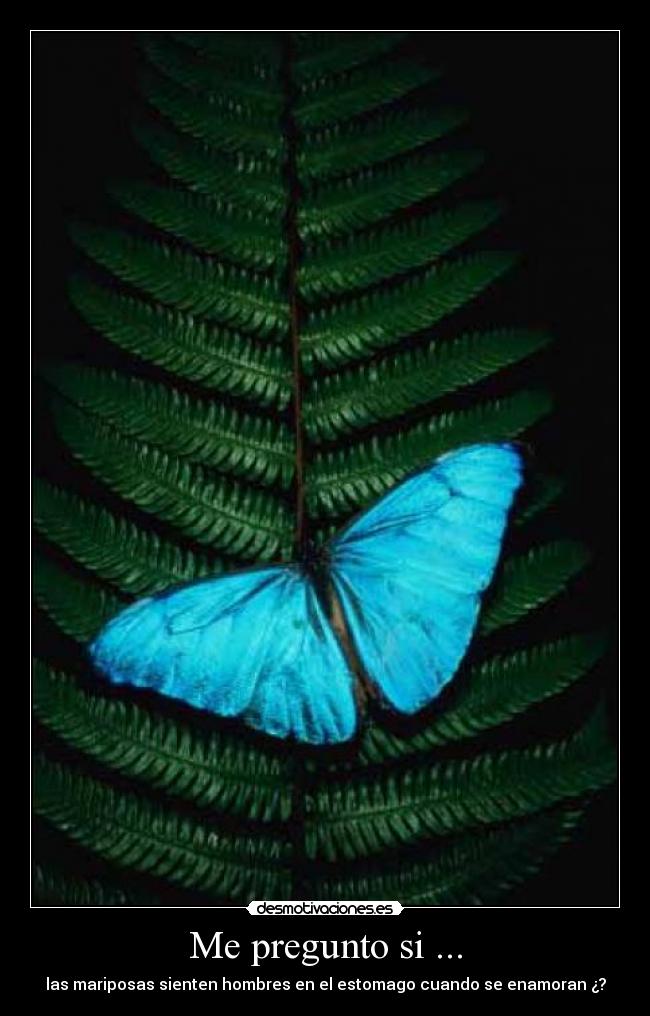 Me pregunto si ... - 