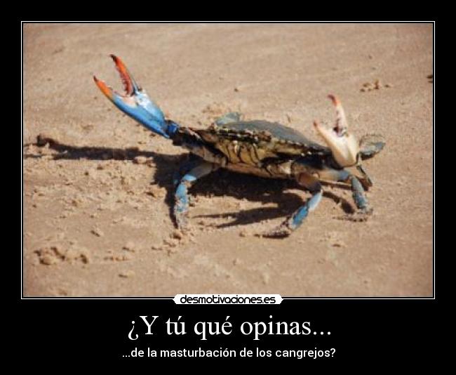 ¿Y tú qué opinas... - ...de la masturbación de los cangrejos?