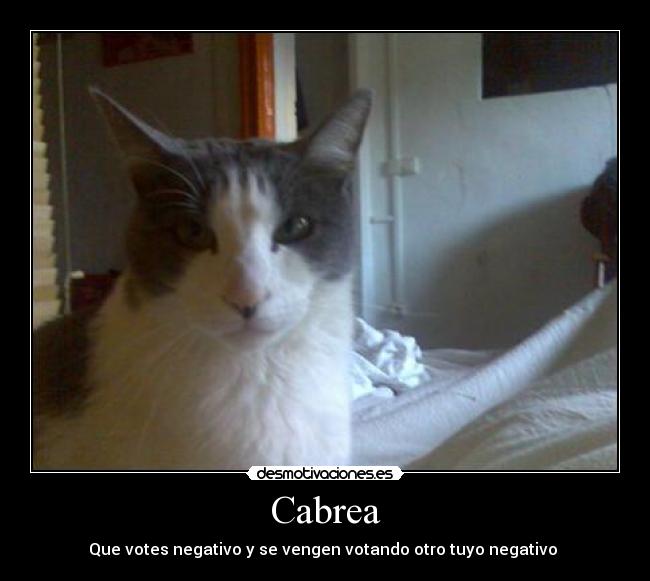 Cabrea - Que votes negativo y se vengen votando otro tuyo negativo