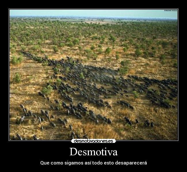 carteles elefantes desmotivaciones