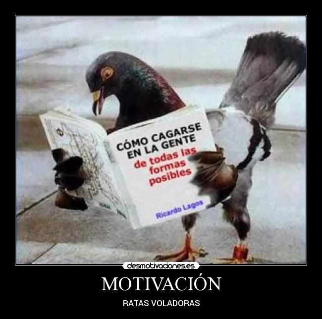 MOTIVACIÓN - RATAS VOLADORAS