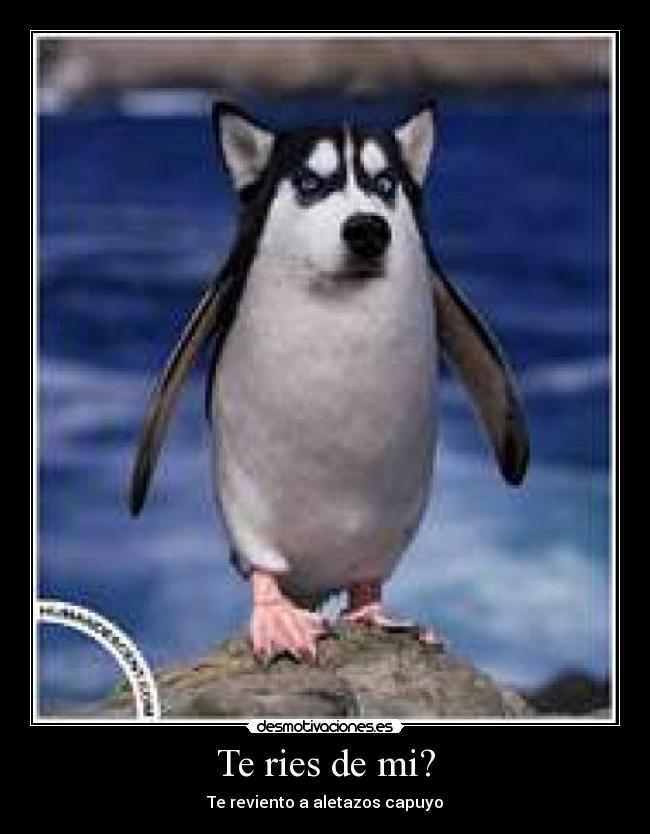 carteles pinguino perro desmotivaciones