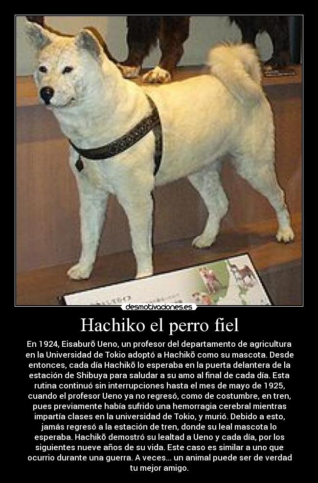 Hachiko el perro fiel - 