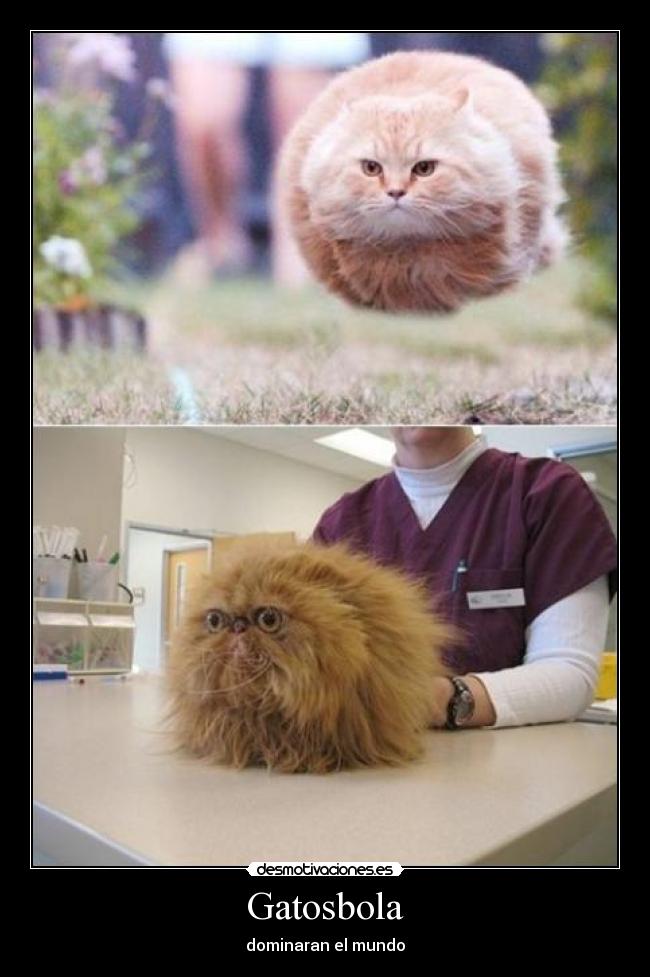 Gatosbola -