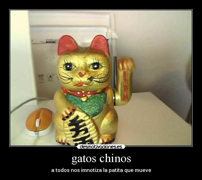 gatos chinos - a todos nos imnotiza la patita que mueve
