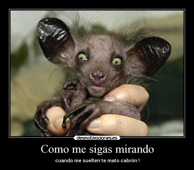 Como me sigas mirando - cuando me suelten te mato cabrón !