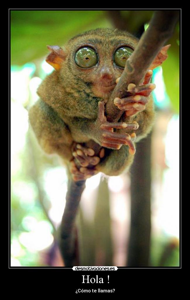 Hola ! - ¿Cómo te llamas?
