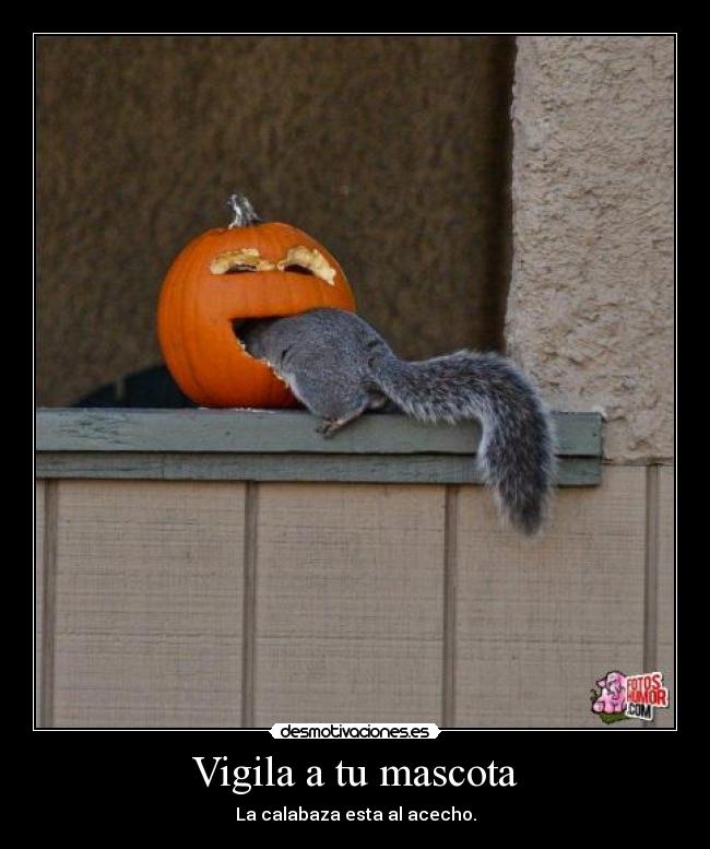 Vigila a tu mascota - La calabaza esta al acecho.