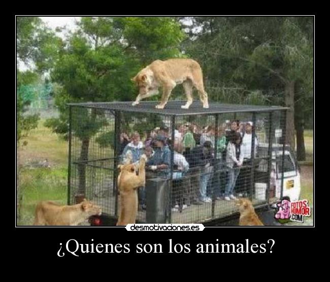 carteles animales animalitos desmotivaciones