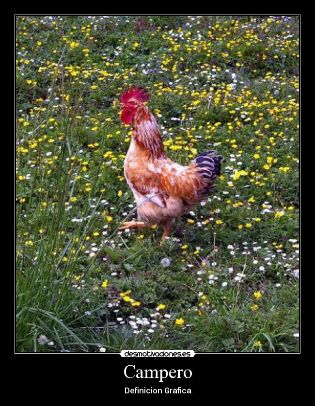 Campero - 