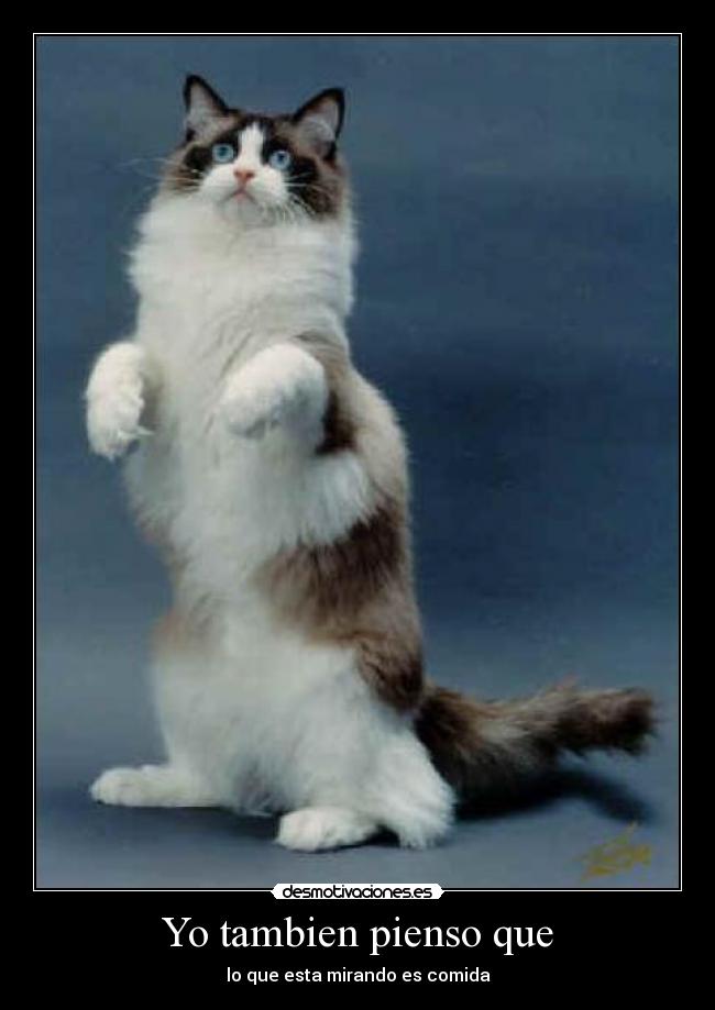 Yo tambien pienso que -