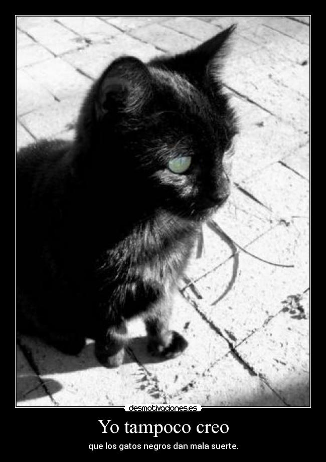 Yo tampoco creo - que los gatos negros dan mala suerte.