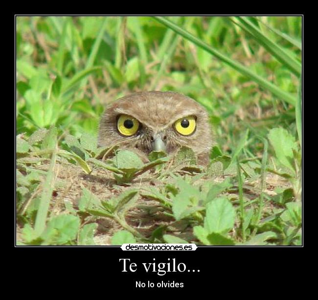 Te vigilo... - No lo olvides
