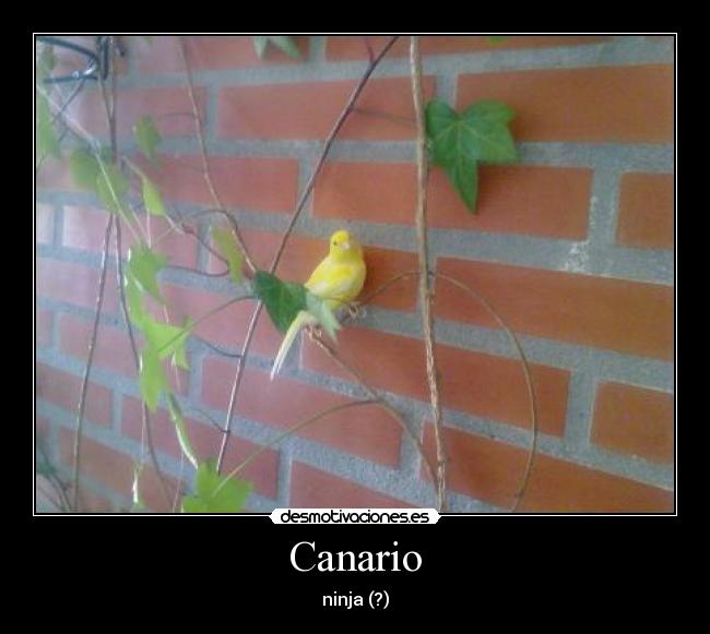 Canario -