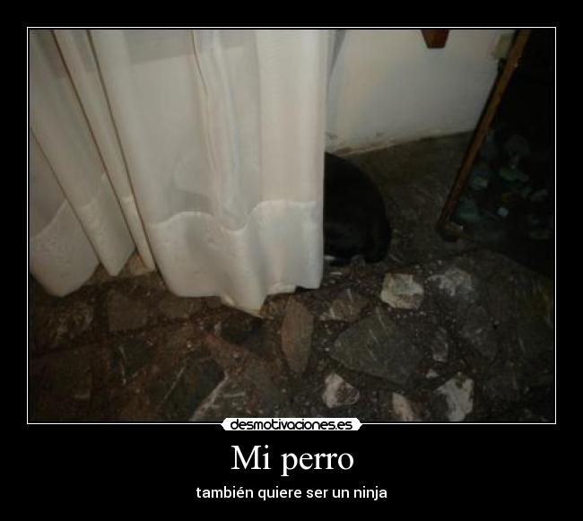 Mi perro - también quiere ser un ninja