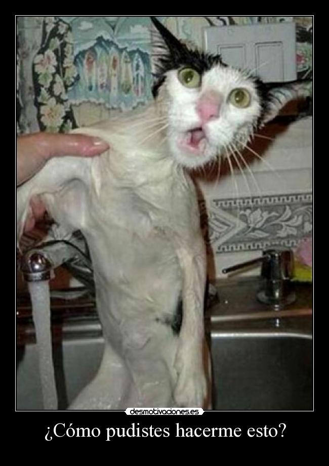 ¿Cómo pudistes hacerme esto? - 