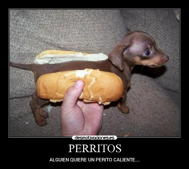 PERRITOS -