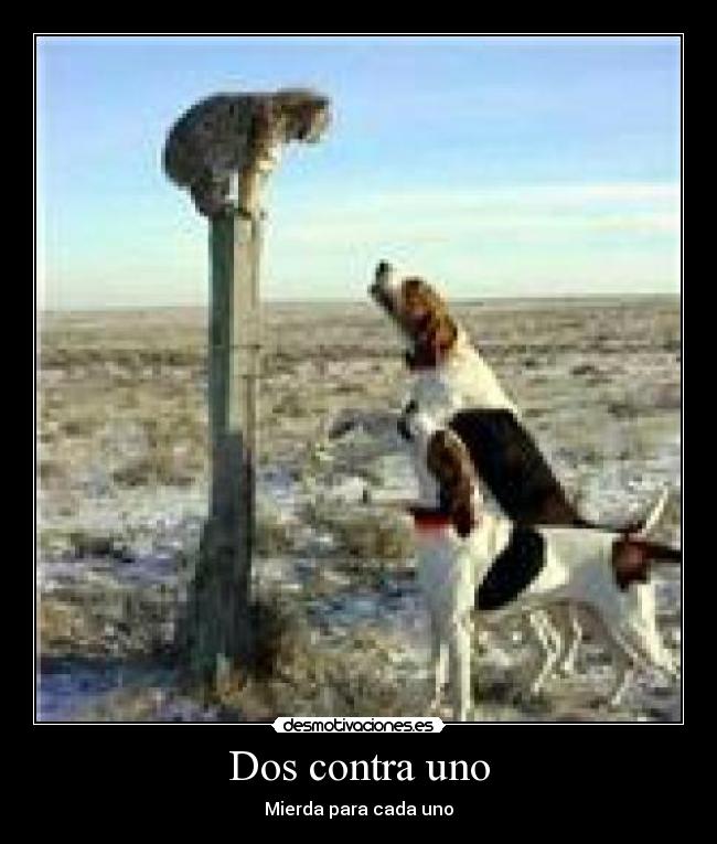 carteles perros gatos2 desmotivaciones