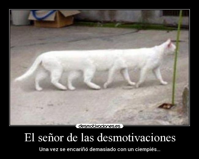 El señor de las desmotivaciones - Una vez se encariñó demasiado con un ciempiés...