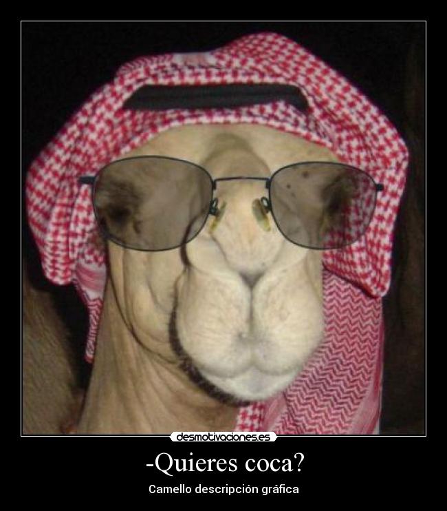 -Quieres coca? - Camello descripción gráfica
