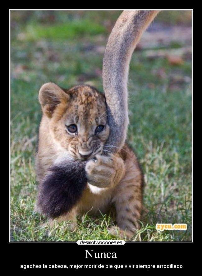 Nunca - 