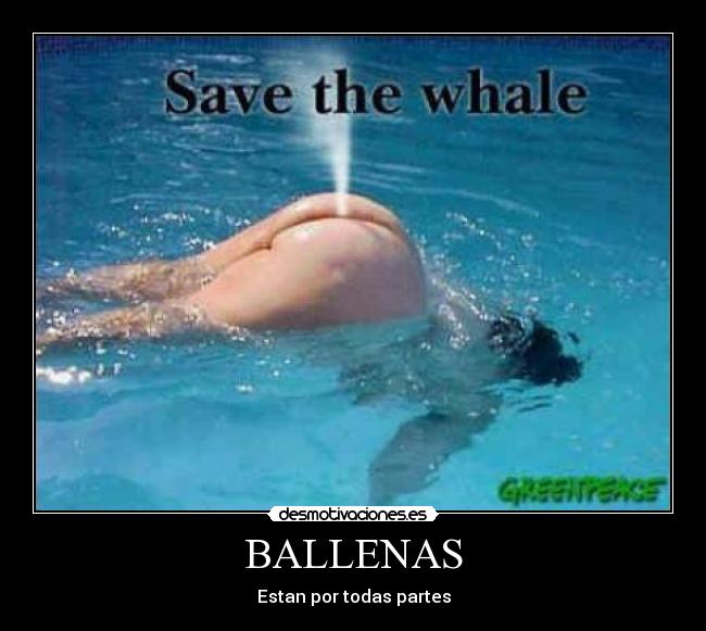 BALLENAS - Estan por todas partes