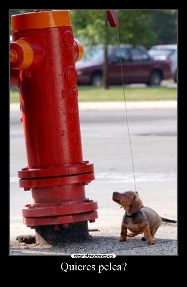 carteles pelea desmotivaciones