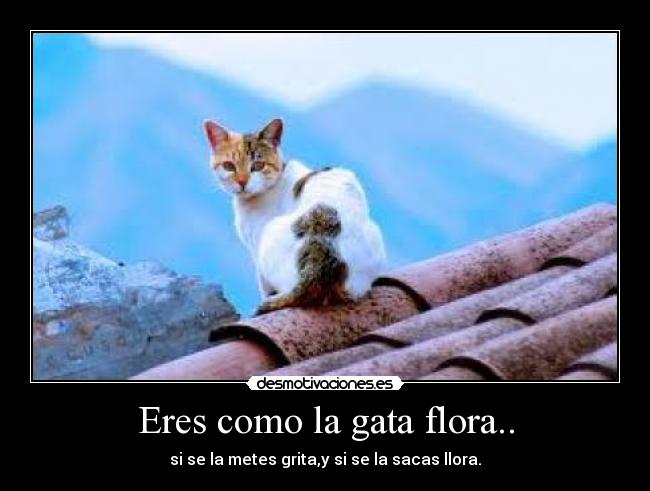 Eres como la gata flora.. - si se la metes grita,y si se la sacas llora.