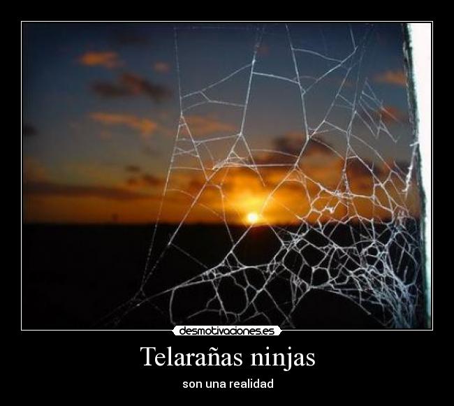 Telarañas ninjas - 