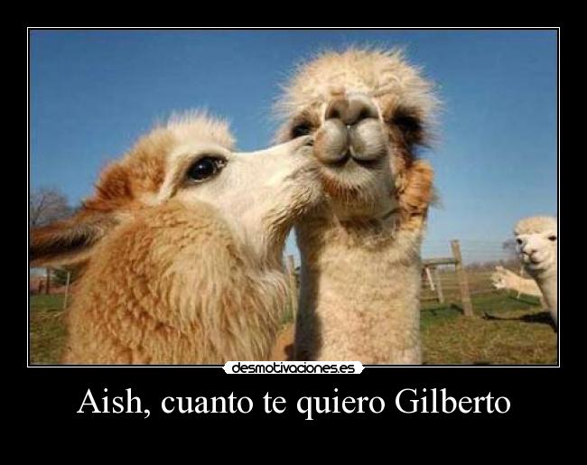 Aish, cuanto te quiero Gilberto -