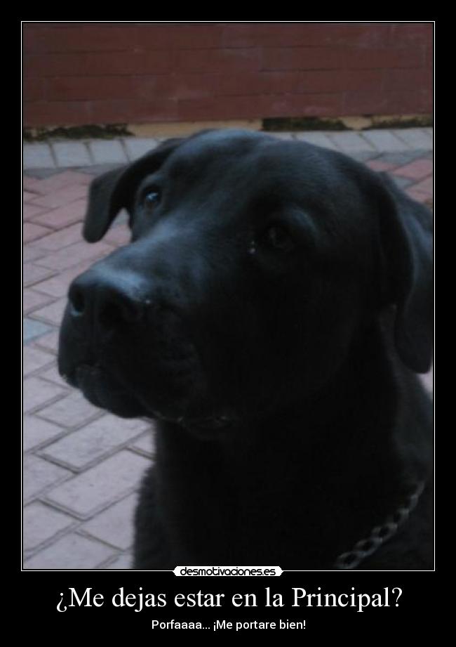 ¿Me dejas estar en la Principal? - Porfaaaa... ¡Me portare bien!