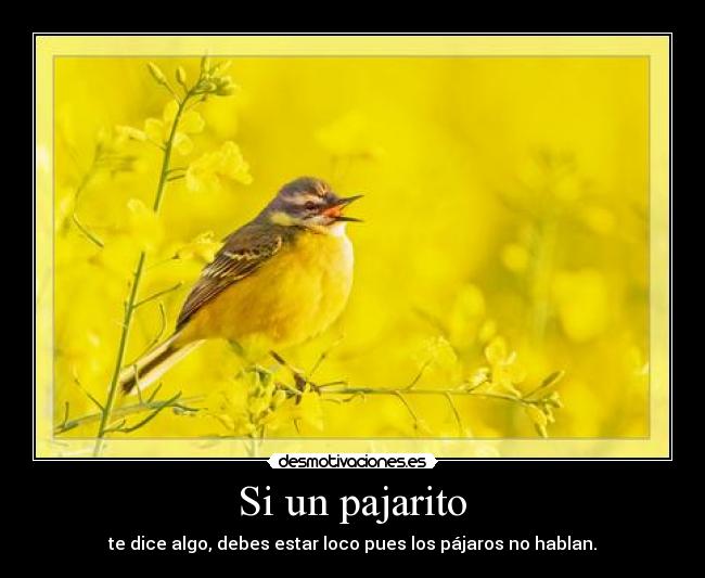  Si un pajarito  - 