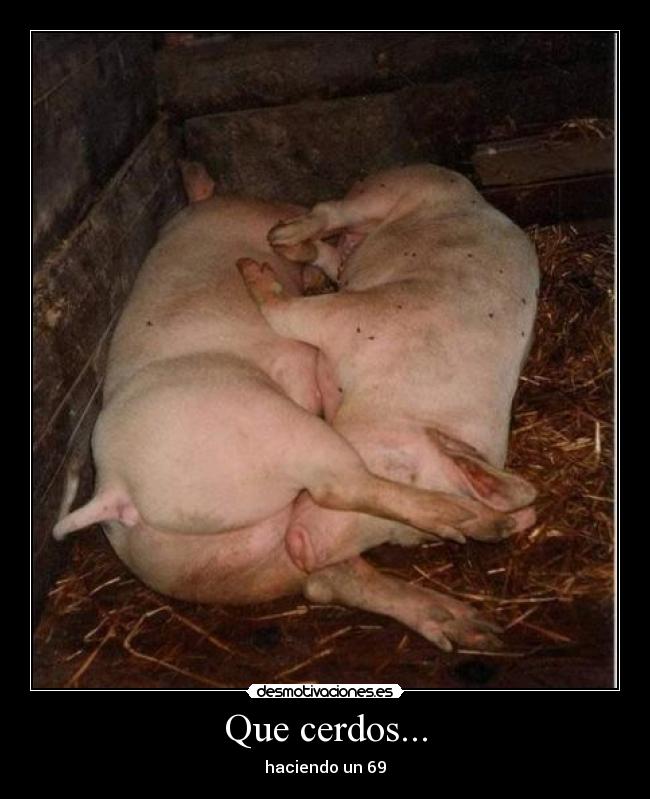 Que cerdos... - 