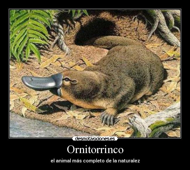 Ornitorrinco - 