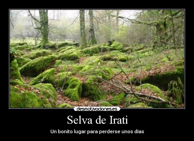 Selva de Irati -