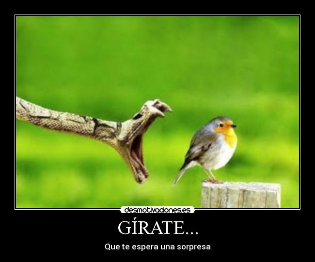 GÍRATE... - Que te espera una sorpresa