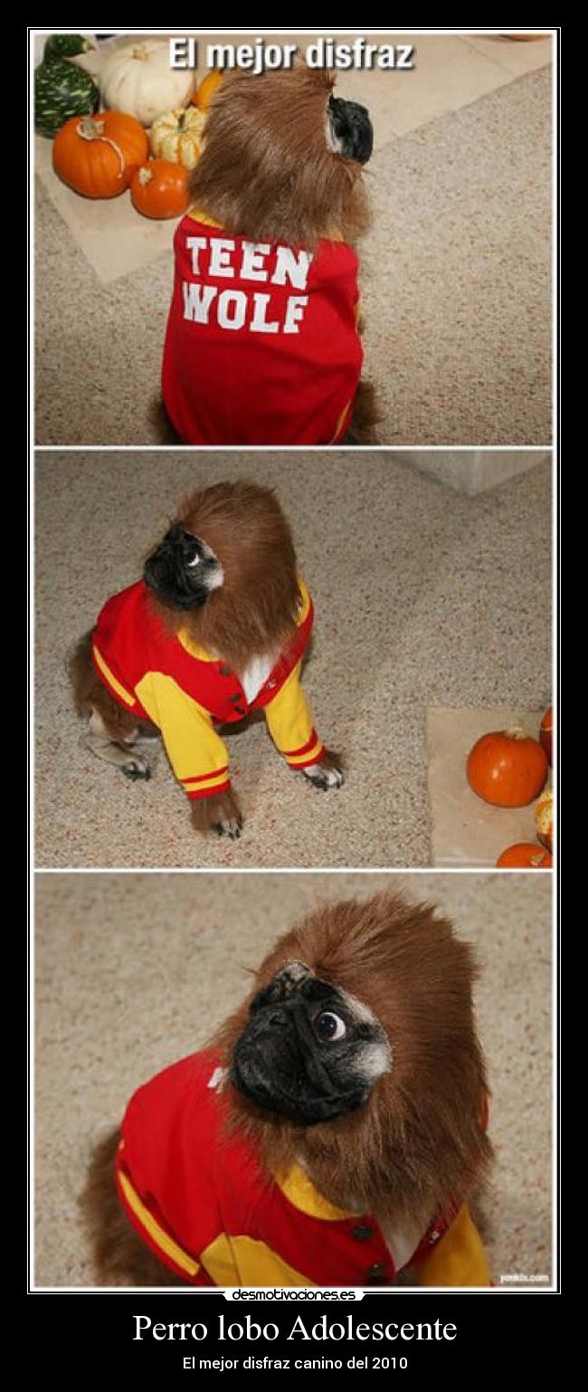 Perro lobo Adolescente - 