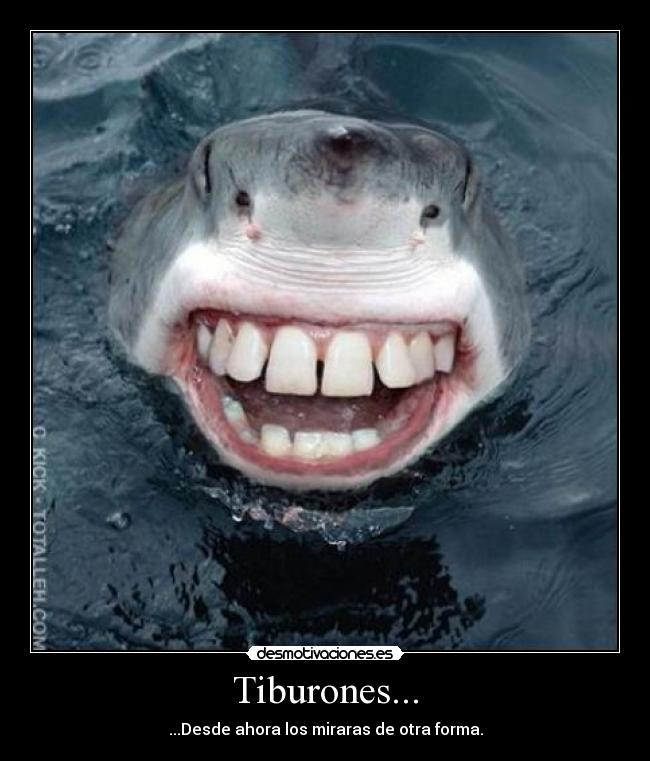 Tiburones... -