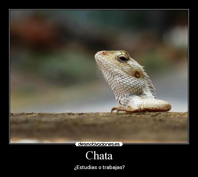 Chata -