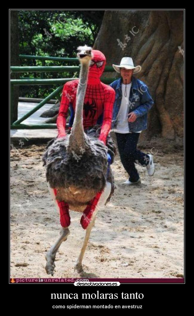 nunca molaras tanto - como spiderman montado en avestruz