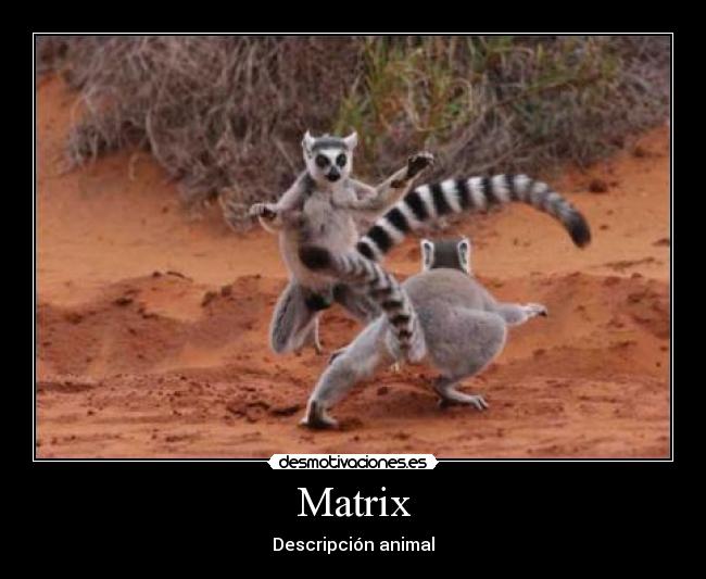 Matrix - Descripción animal