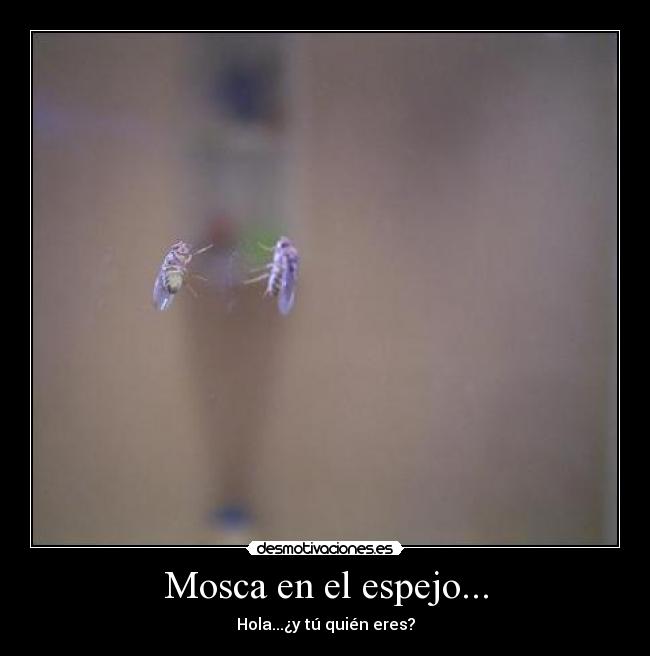 Mosca en el espejo... -