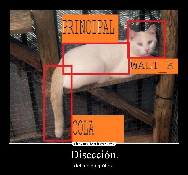 Disección. - definición gráfica.